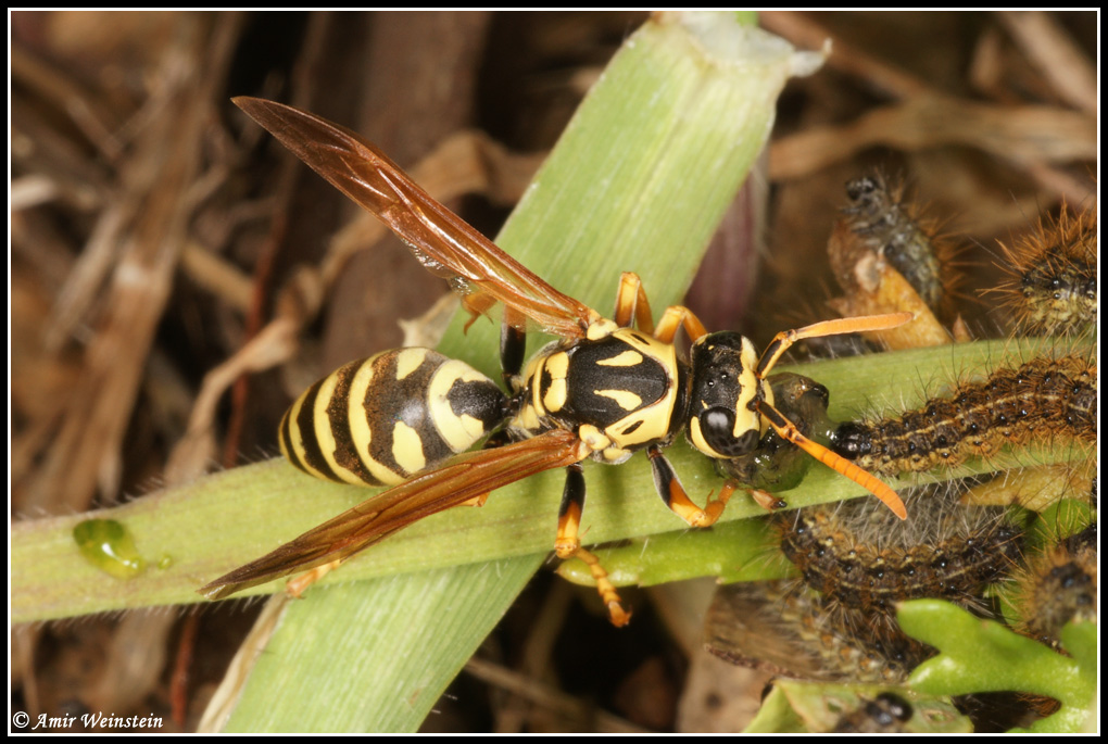Polistes spicy lunch